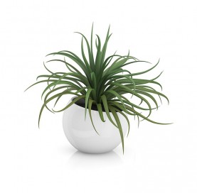 Accusantium Voluptatem