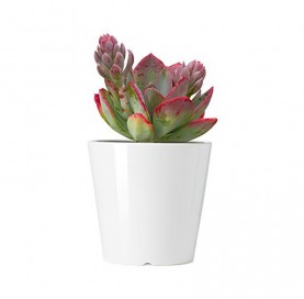 Nostrud exercitation