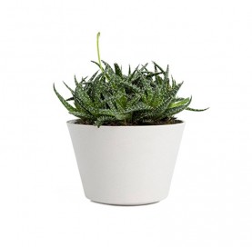 Praesentium voluptatum